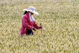 又到麦黄季节，一句俗话“麦梢黄，闺女瞧娘”，透露出农村变迁图片