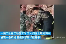 狂蟒之灾？深圳工地挖出重达50斤的缅甸蟒，它是哪来的？图片