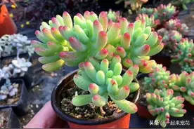 秋天养盆多肉乙女心，好看又好养，掌握扦插方法，一盆变多盆图片
