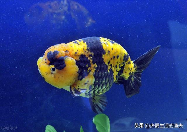 金鱼鳞片掉了露肉