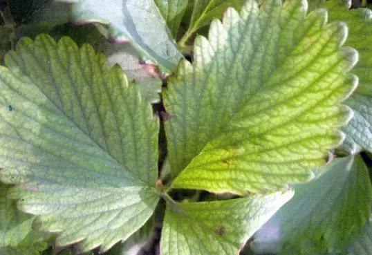 草莓缺素问题大，千万不可小看他，看看各元素的作用吧