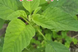 《人汗野菜的深思》图片