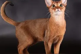 拥有埃及艳后斑纹，叫声悦耳动听，阿比西尼亚猫到底是什么来头？图片