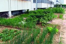 圈地种菜不可以！延吉小区公共区域、绿化带内禁止种植农作物图片