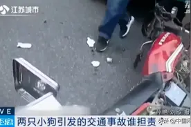 谁的责任？马路上突然闪过一只流浪狗，司机紧急刹车引发三车追尾图片