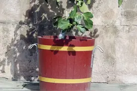 家里养的盆栽无花果不结果是啥情况，教你几招，让你吃果子吃到腻图片