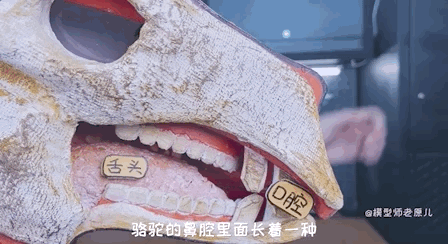 骆驼的驼峰竟然不是用来存水的？那它靠啥在沙漠里笑嘻嘻？