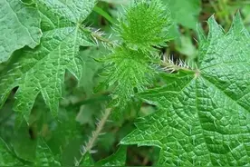 农村中人见人怕的霍麻叶，城里人当野菜吃，价格卖到80元一斤图片