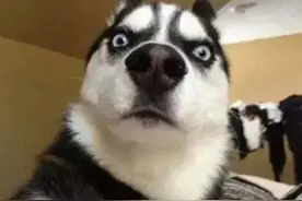 狗百科之西伯利亚雪橇犬图片
