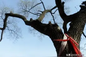 农村这种树，其实名字叫“降龙木”，价值堪比黄金，可别当柴烧了图片