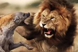 狮子那么厉害，为什么不把讨厌的斑鬣狗全部消灭？狮子：不划算图片