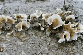 鼓浪屿赶海笔记：神奇而美丽的苔藓虫图片