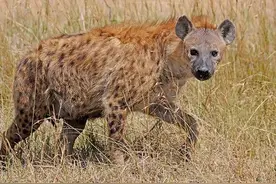 人类碰见鬣狗该怎么办？鬣狗的会食人吗？图片