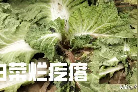 大白菜出现“烂疙瘩”损失大，是什么原因引起的？如何防治图片