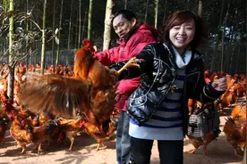 “土鸡”白送小姑凉，3天净赚5万，这点子你该借鉴一下图片