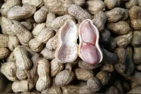 刚采摘的新鲜花生，最先烹饪的，应该是盐水煮花生图片