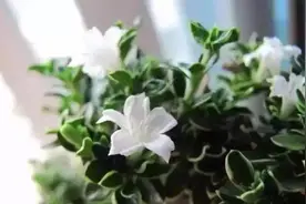 62岁曹大妈直言:和亲家走的太近，是我这辈子做的最蠢的事图片