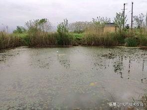 如何增强养殖鱼类的抗应激能力？养殖户须知