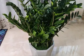 室内养金钱树，2件事要坚持做，才能叶子油绿，新芽长不停图片