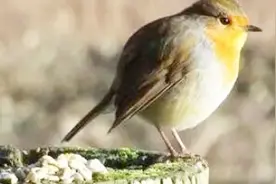 农村说“鸟屎拉身上，今年人要丧”，真的会变的“丧”吗？视频封面