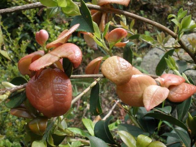 农村这种树叶四月吃最好，含植物氨基酸，错过了只能等明年
