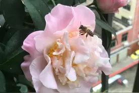 茶花盆栽的叶子发黄干枯了还有救吗？茶花到底怎么养图片