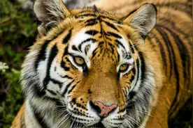 虎王争夺战规矩奇特，虎母驱逐无能虎夫，虎子五年后取代虎妈图片