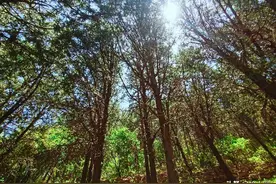 白桦林作证图片