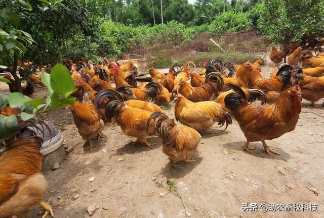 研究表明发酵饲料具有改善氨基酸、脂肪酸，肌肉理化特性及风味