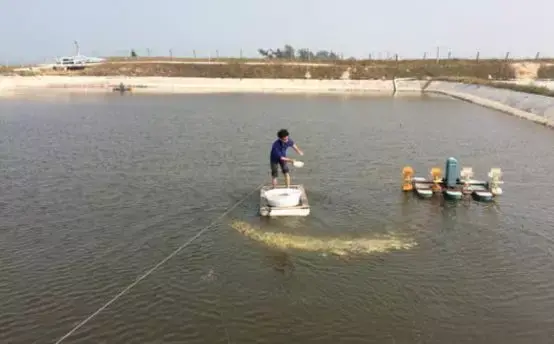 过好对虾养殖“补钙”关，学会正确补钙很重要！