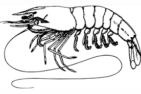 垂钓中如何巧用“虾粉”图片