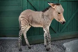 马你听说过斑驴吗？这玩意能当驴肉火烧吗图片