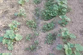 种地的收获图片