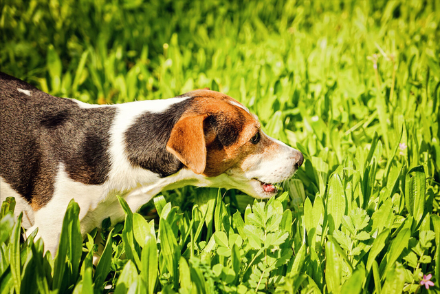 有这些症状的狗狗，可能要补充微量元素了