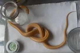 假如蛇被打结了，会发生什么事情呢？今天总算知道了图片