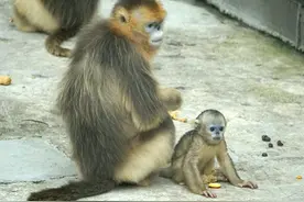 没想到金丝猴也抢孩子，新生的猴宝宝被众多母猴抢，猴妈却很淡定图片