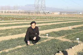 河南科技学院教授欧行奇：矢志不渝小麦情，海选新品吐新蕊图片