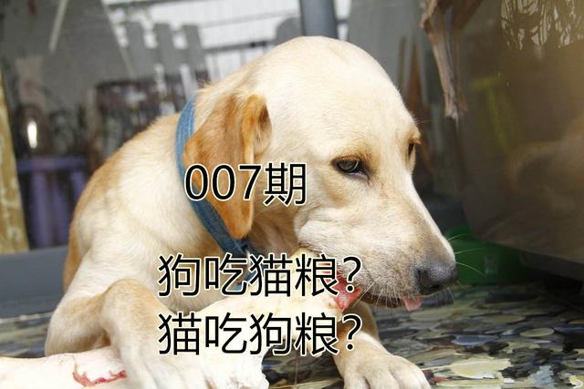 辟谣，犬类摄入猫粮后并不会导致牛磺酸中毒，其本质为氨基酸！