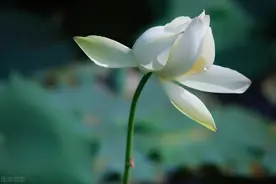 愿有一人，待你如初，疼你入骨，懂你悲欢，知你冷暖图片