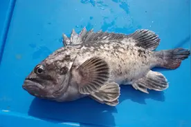 海里也有黑鱼（黑鮶鱼），它的肉质和味道比淡水黑鱼可要强得多了图片