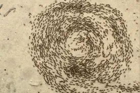 最大超过360米的蚂蚁死亡漩涡如何形成？蚂蚁转圈圈直到死亡图片