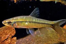 小小的麦穗鱼，身形短小、其貌不扬，凭什么可以称霸野外池塘？图片