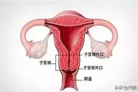 青年女性子宫的正常解剖及MRI影像解剖图片
