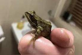 英国多个家庭被青蛙入侵，青蛙顺着马桶爬进家里图片