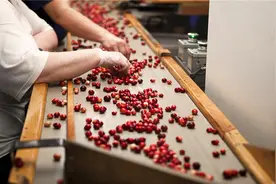 目前投资10万以内的加工厂，有什么项目能年收入百万的？推荐几个图片