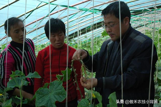 腐植酸、氨基酸、海藻酸、鱼蛋白，都是啥肥料？都有啥作用？