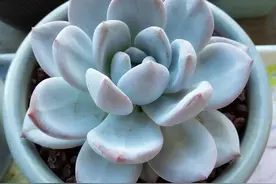 梅雨季节养花难，风吹雨打后做好这几点，根壮照样长得旺图片