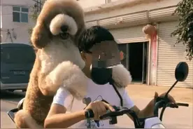 这几种狗，是很多人养了之后都喊“后悔”的图片
