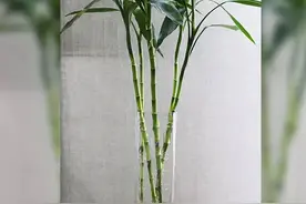 富贵竹用什么水养比较好，这三种水一个比一个好图片