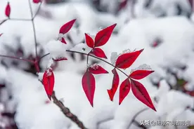 雪，亦是春色图片